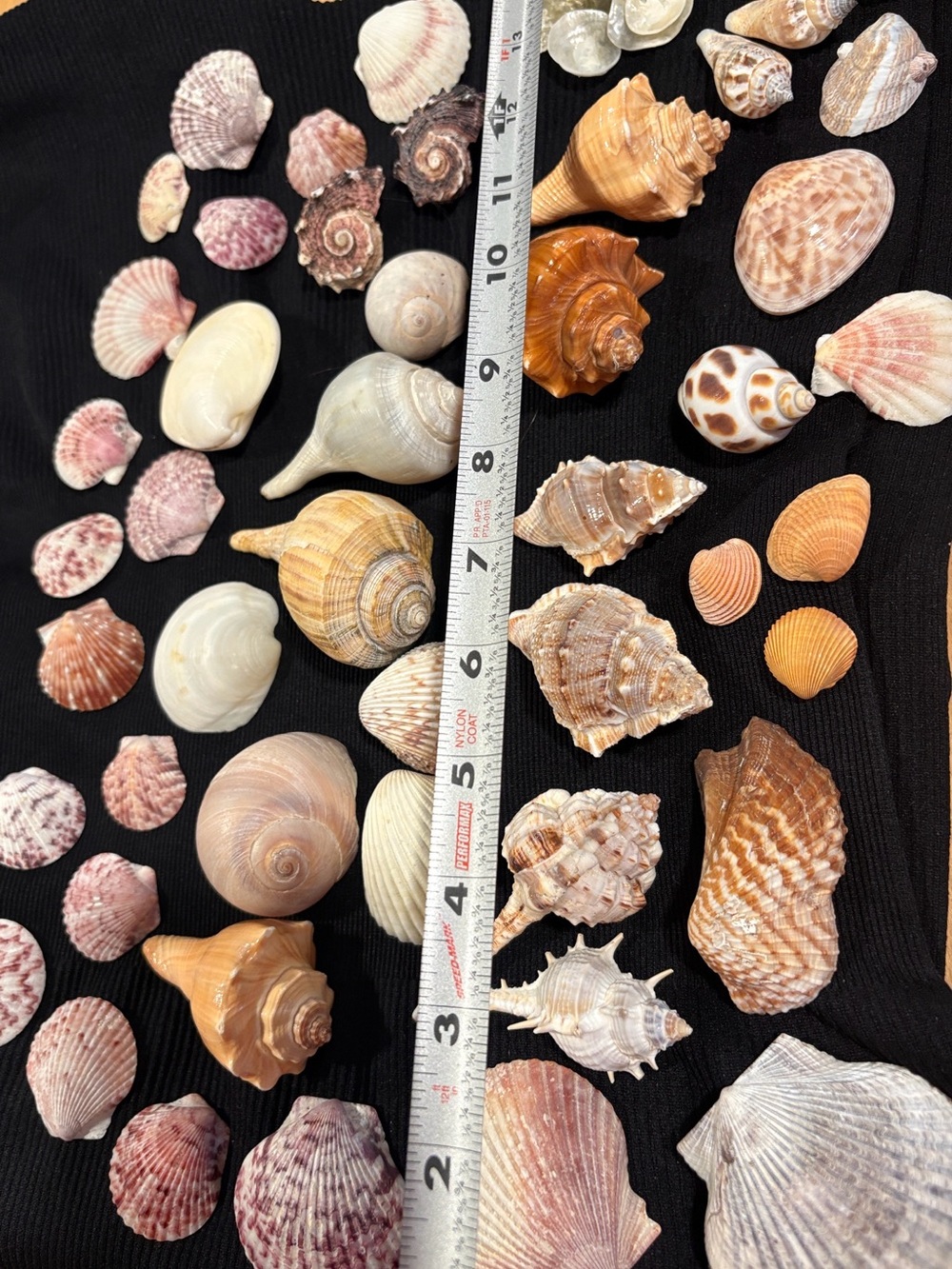 SEASHELL Lot of 55 ~ Real Natural Seashell Lot Mix - Craft Jewelry Beach Coastal